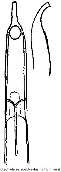 brachyderes_sculpturatus.gif