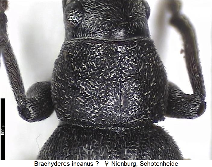 brachyderes_sp_vk.jpg
