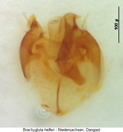 brachygluta_helferi.jpg