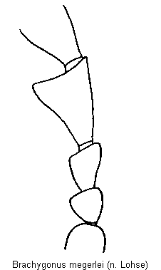 brachygonus_megerlei_f.gif