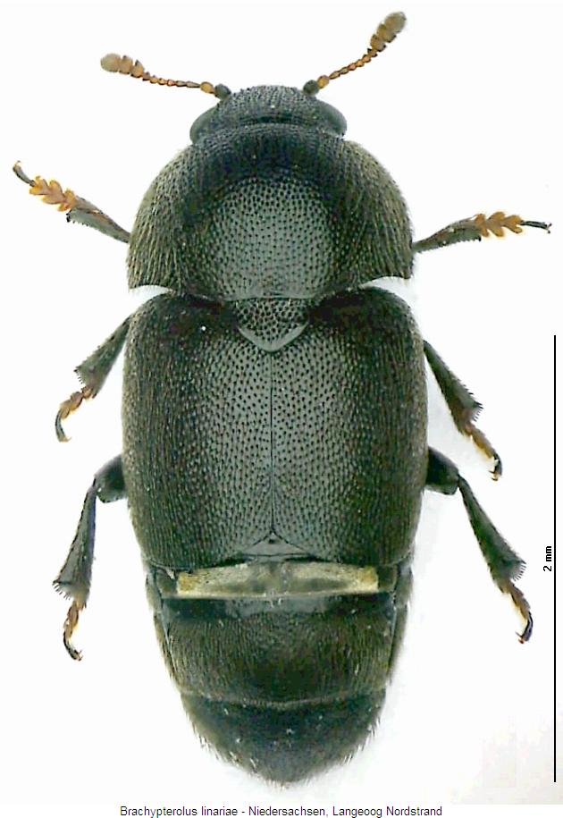 brachypterolus_linariae_hab.jpg