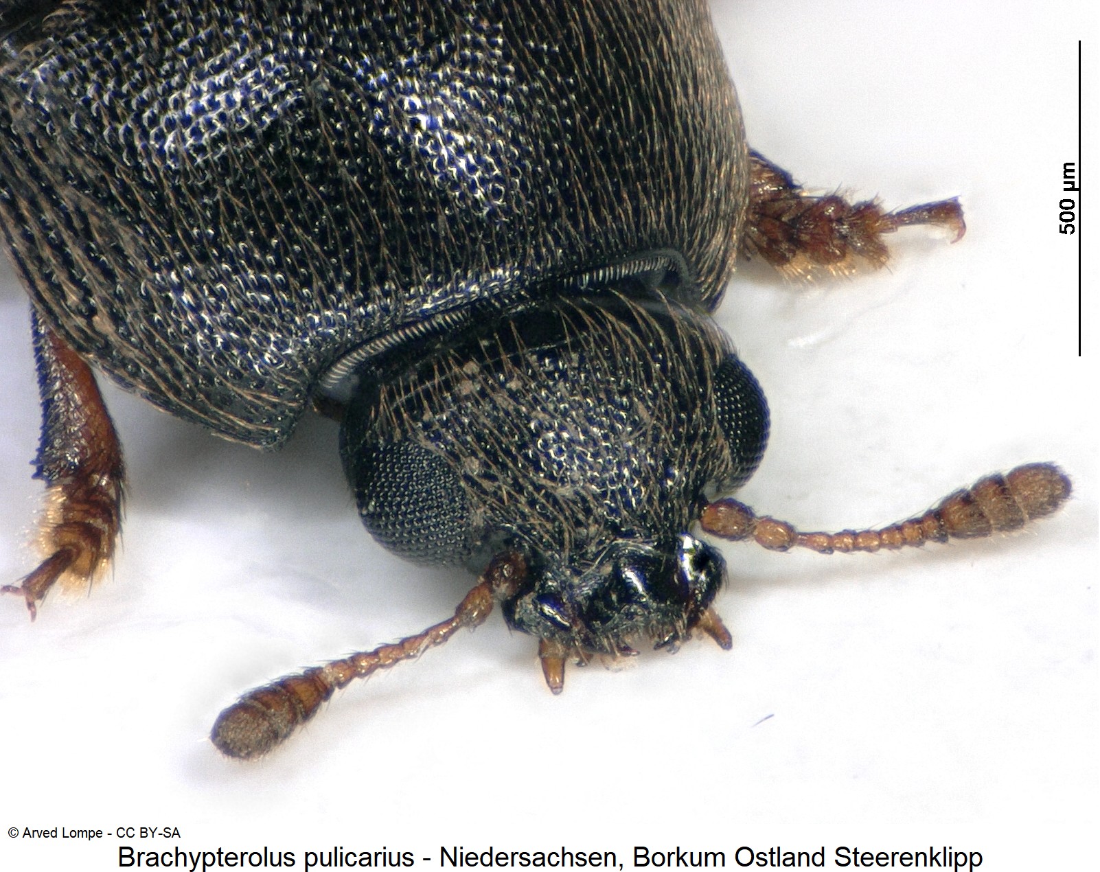 brachypterolus_pulicarius_ck33141863_vk.jpg