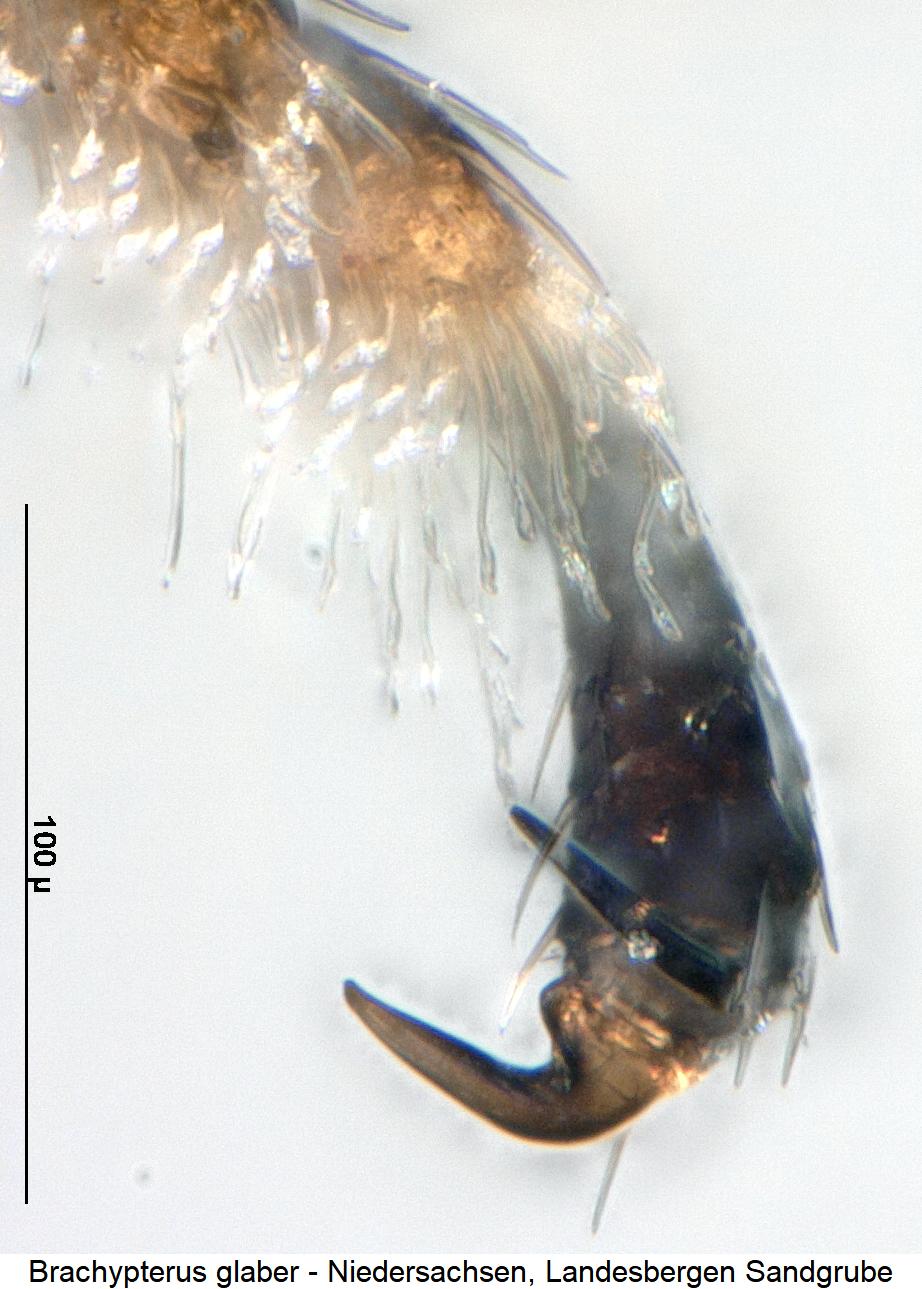brachypterus_glaber_htr.jpg