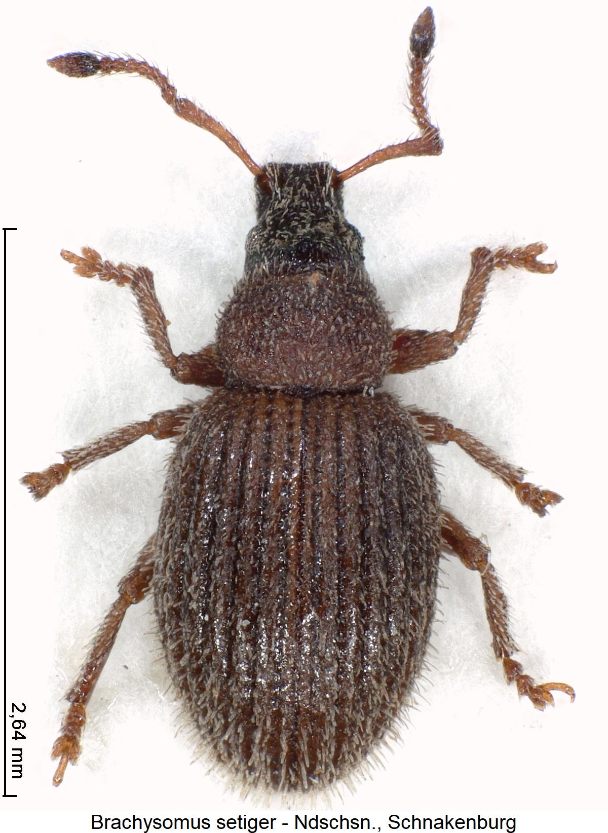 brachysomus_setiger_hab.jpg