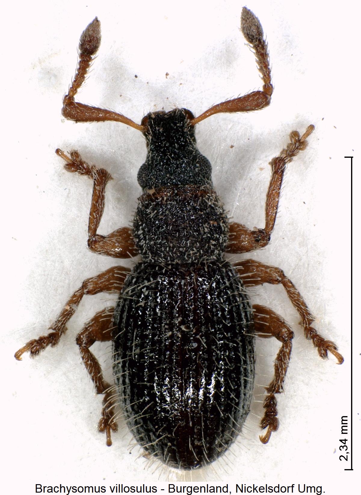 brachysomus_villosulus_hab.jpg