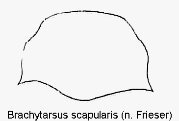 brachytarsus_scapularis_hsch.gif