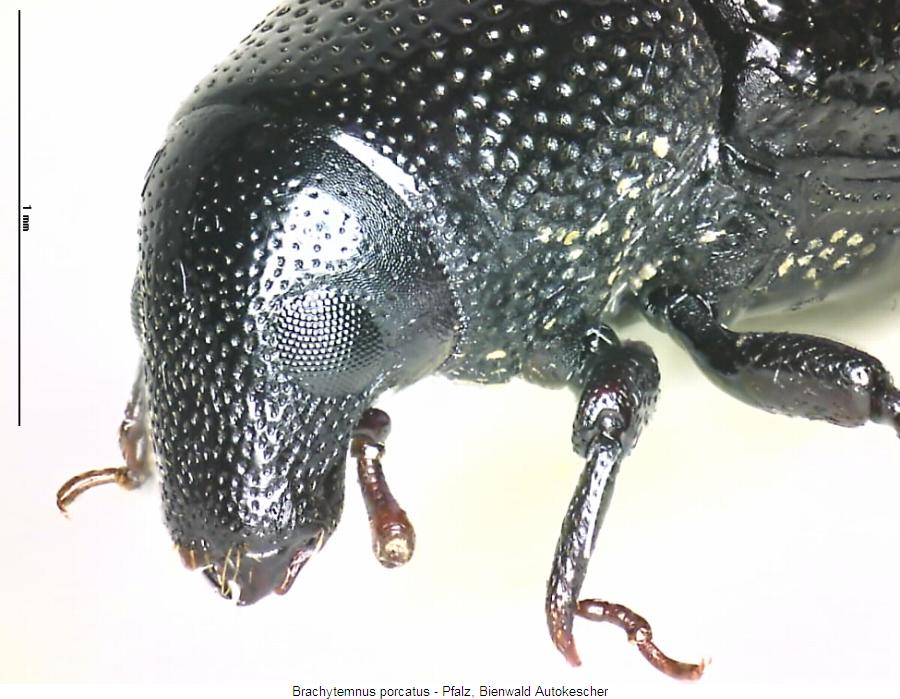 brachytemnus_porcatus_vk.jpg