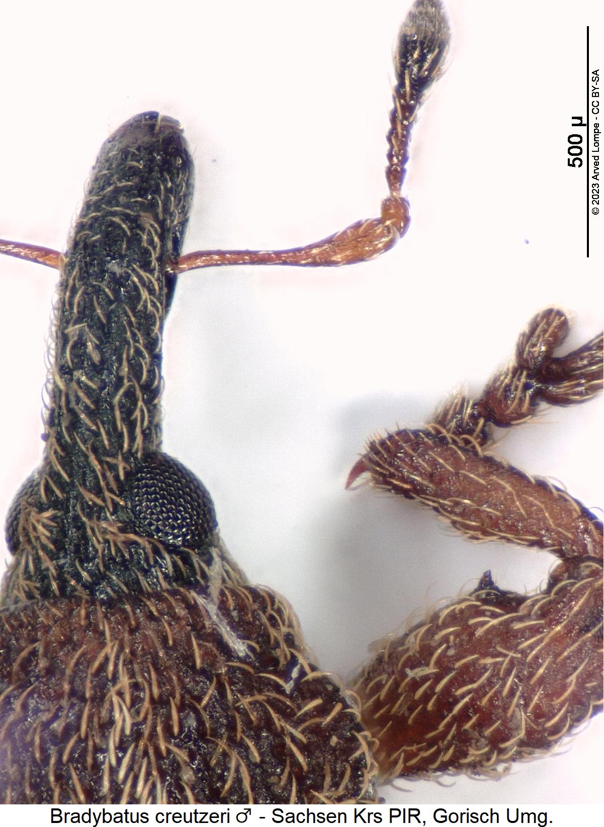 bradybatus_creutzeri_m_vk.jpg