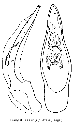 bradycellus_assingi.gif
