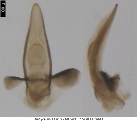 bradycellus_assingi.jpg
