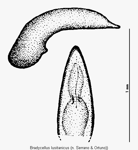 bradycellus_lusitanicus.gif