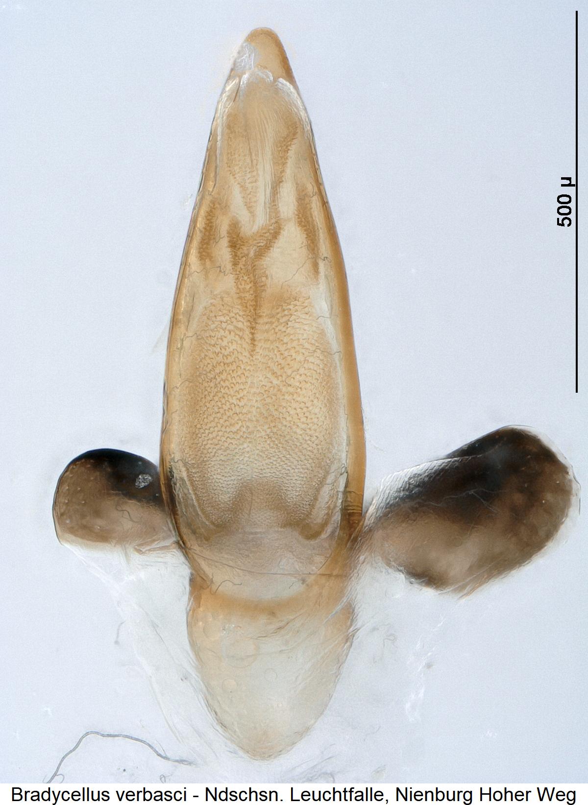 bradycellus_verbasci3.jpg