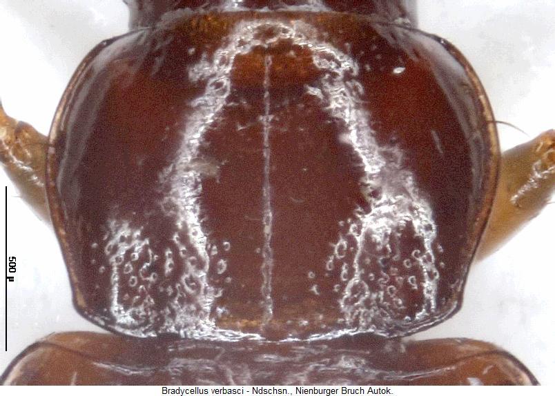 bradycellus_verbasci_hsch.jpg