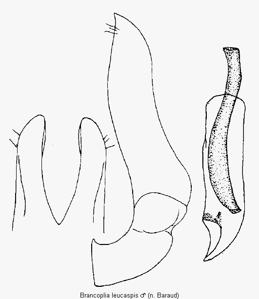 brancoplia_leucaspis.gif