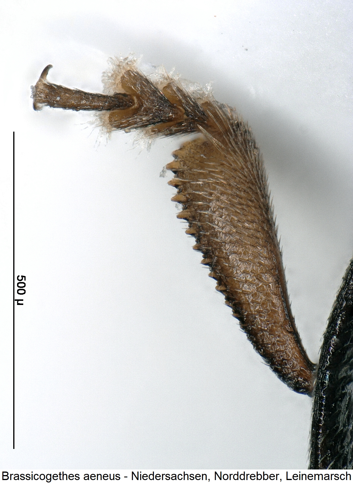 brassicogethes_aeneus_vschn.jpg