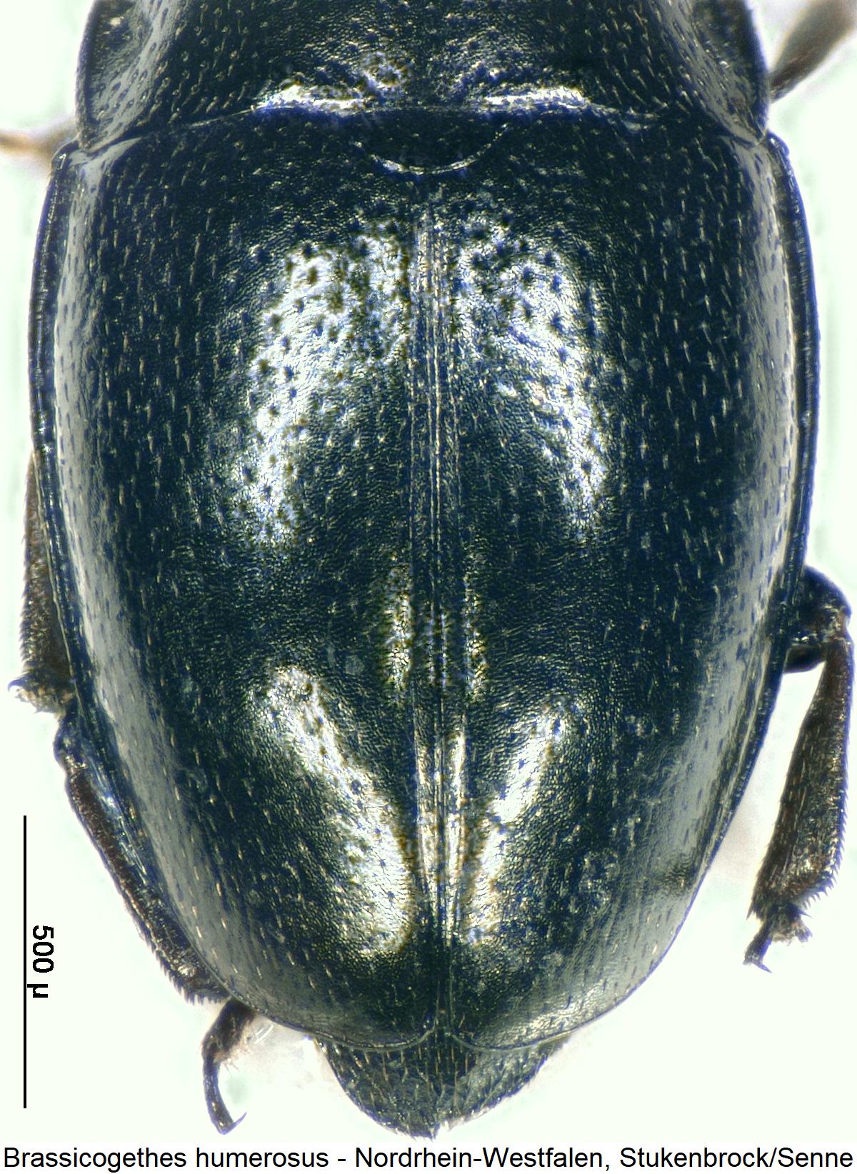 brassicogethes_humerosus_fld.jpg