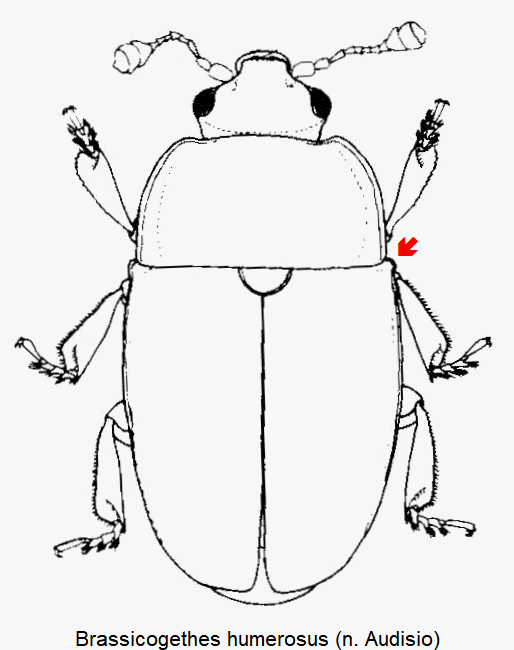 brassicogethes_humerosus_hab.gif
