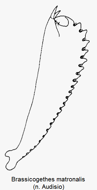 brassicogethes_matronalis_vschn.gif