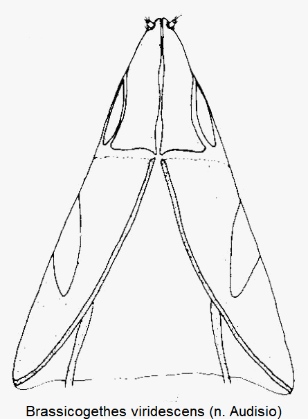 brassicogethes_viridescens_ovi.gif