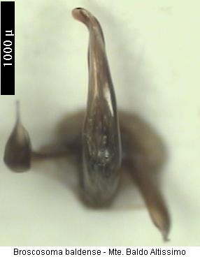 broscosoma_baldense_altissimo.jpg