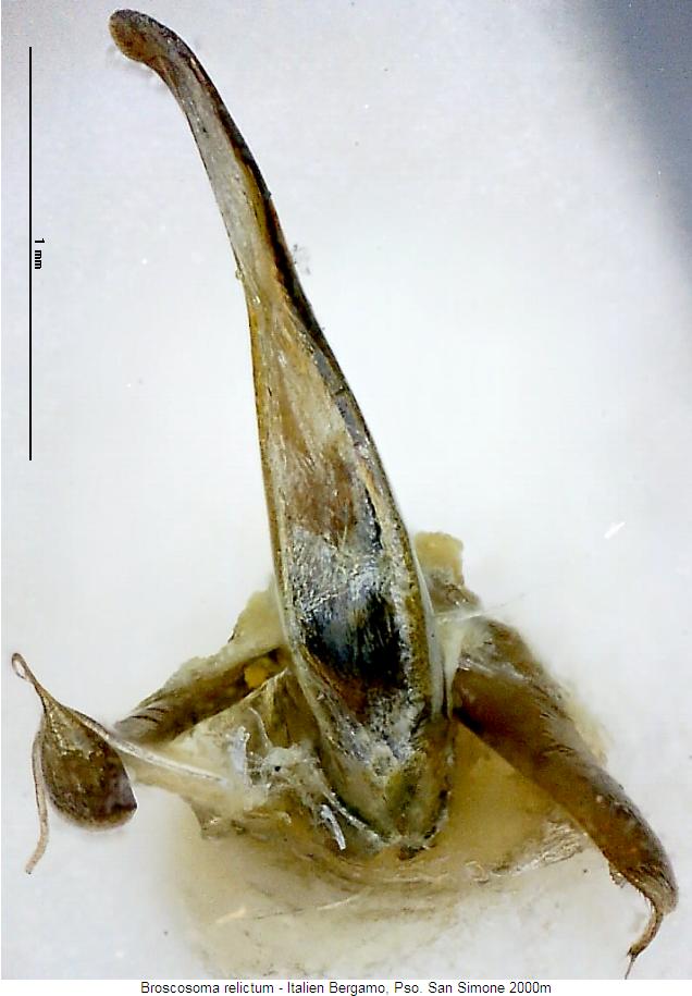 broscosoma_relictum.jpg