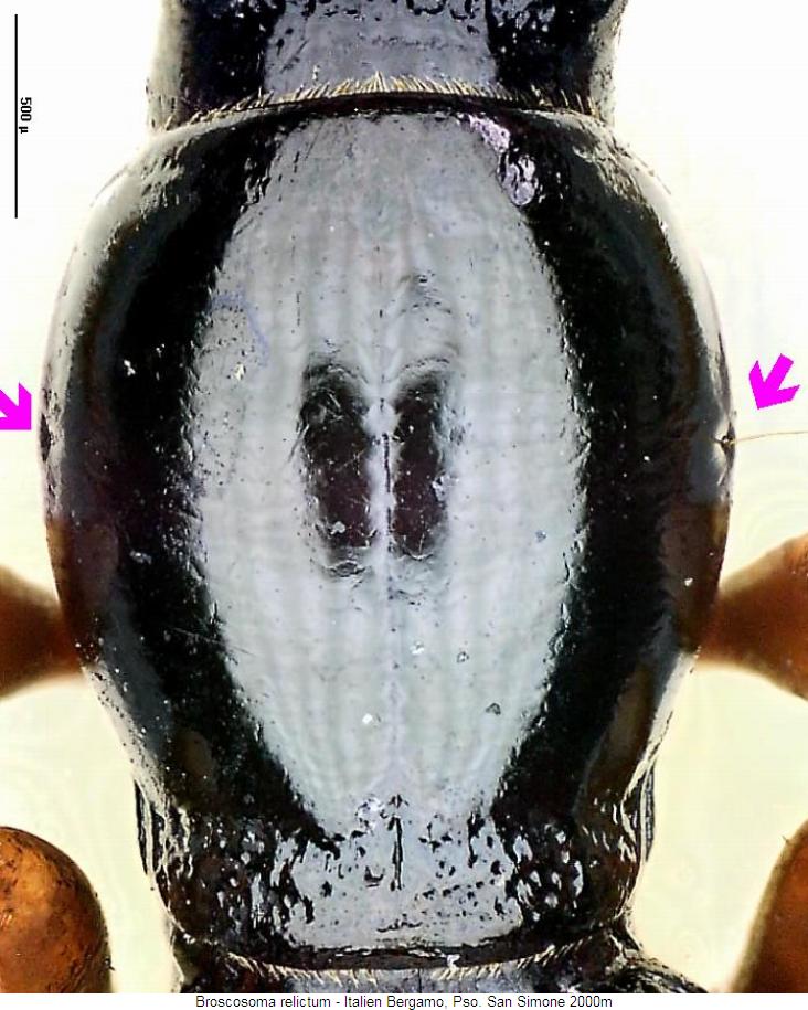 broscosoma_relictum_hsch.jpg