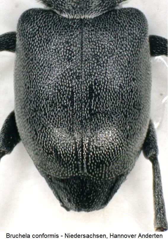 bruchela_conformis_fld.jpg