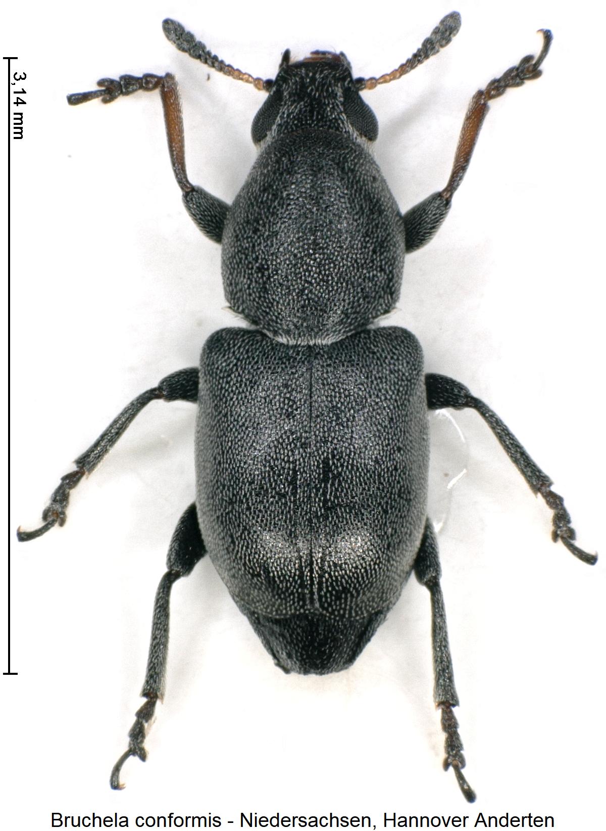bruchela_conformis_hab.jpg