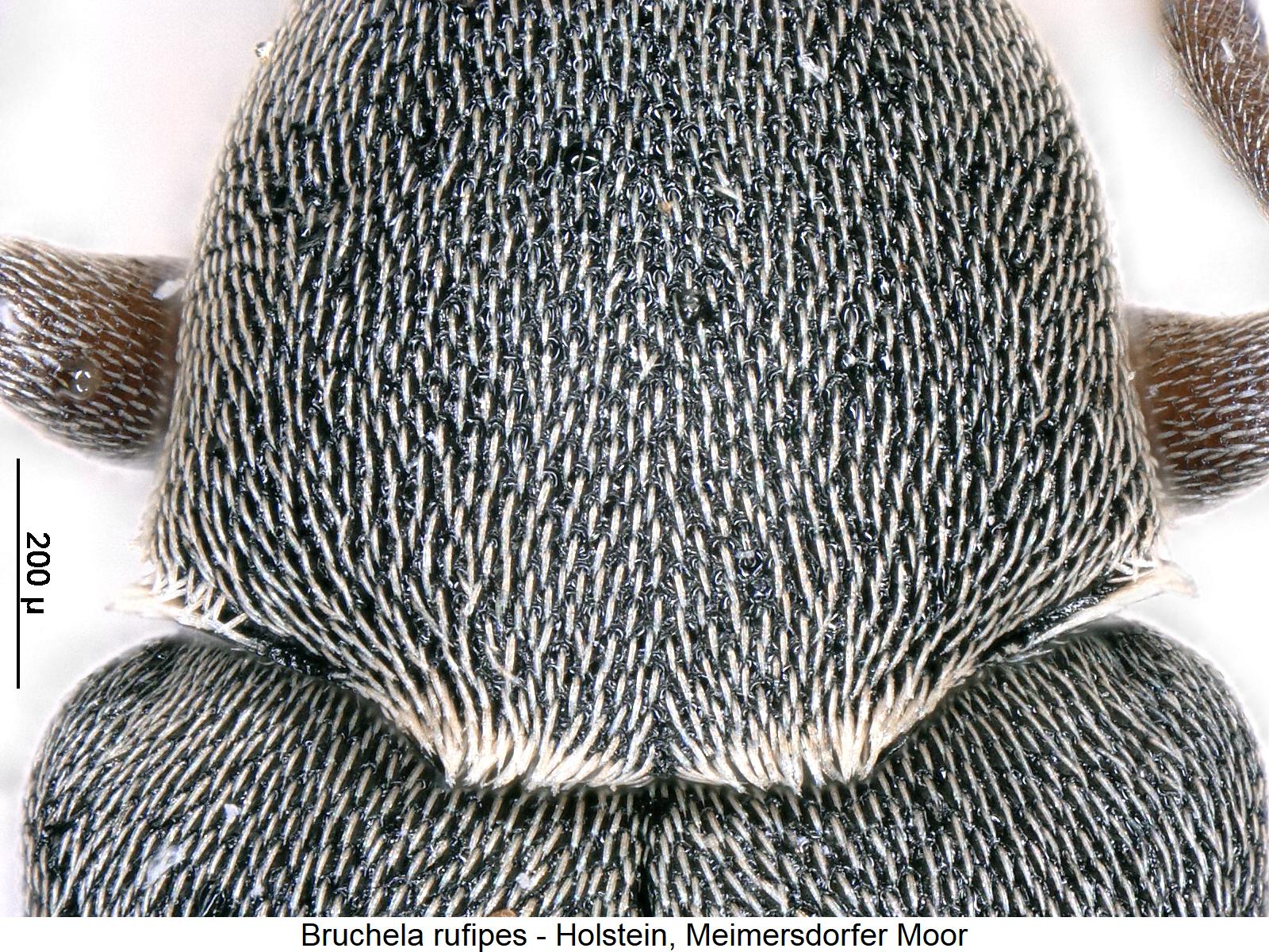 bruchela_rufipes_hsch1.jpg