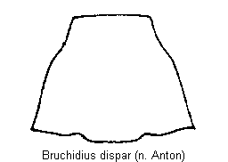 bruchidius_dispar_hsch.gif