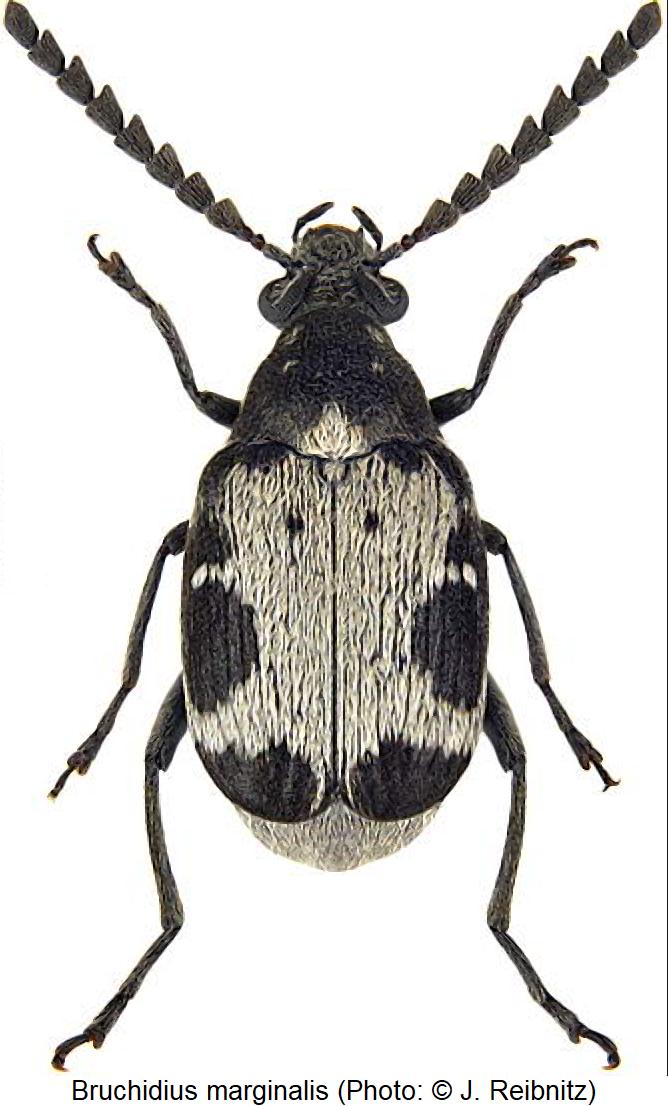bruchidius_marginalis_hab.jpg