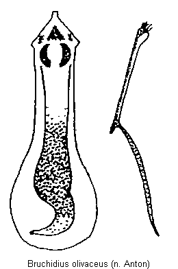 bruchidius_olivaceus.gif