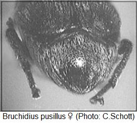 bruchidius_pusillus_w_pyg.jpg