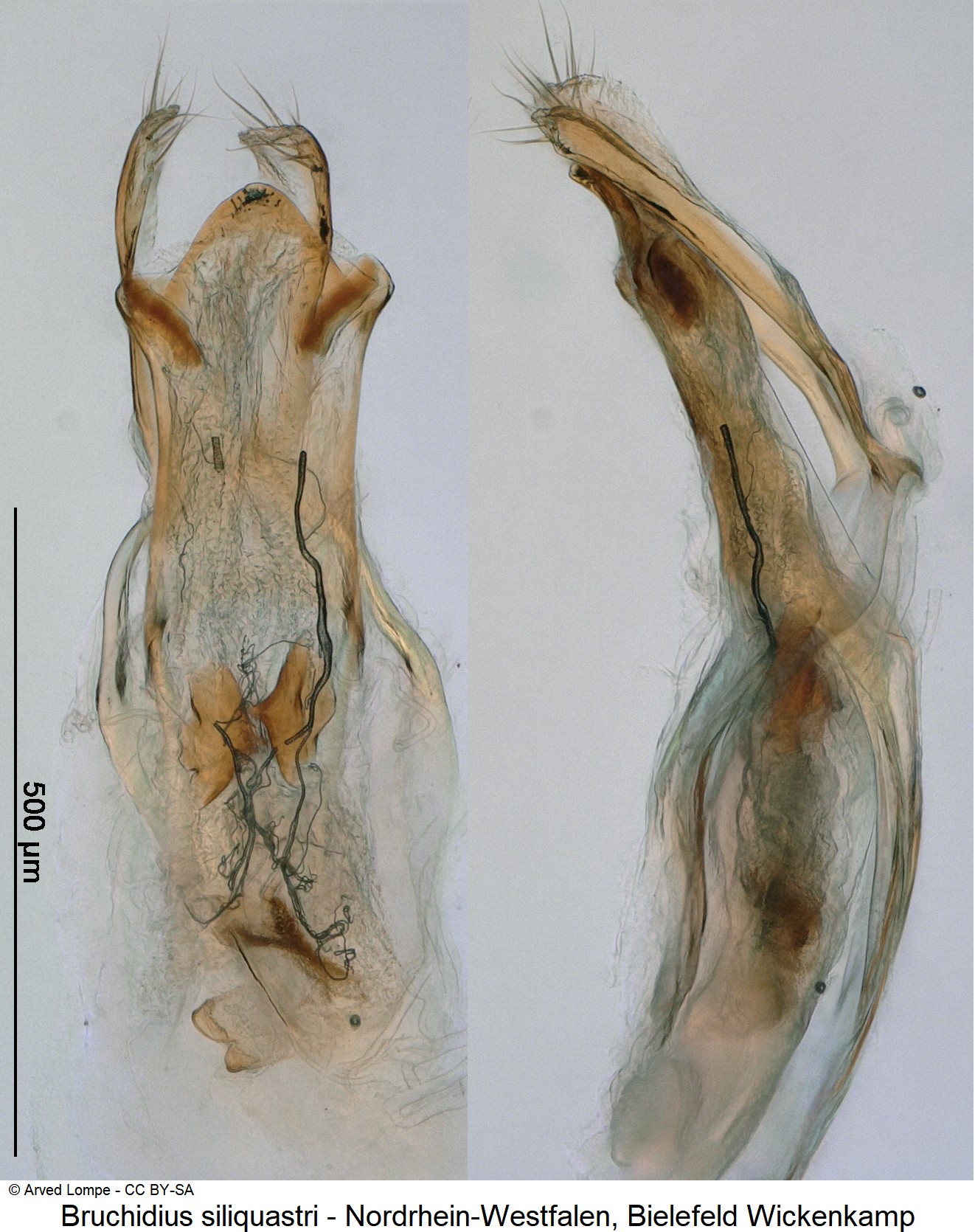 bruchidius_siliquastri_ck29586323-1.jpg