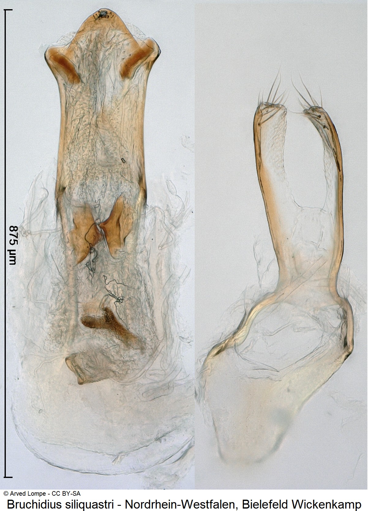bruchidius_siliquastri_ck29586323.jpg
