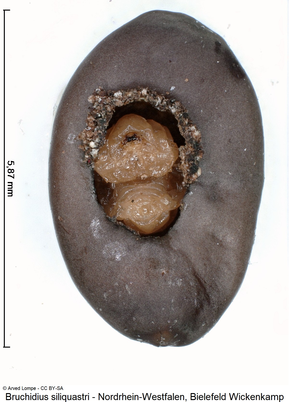 bruchidius_siliquastri_ck29586323_pup.jpg
