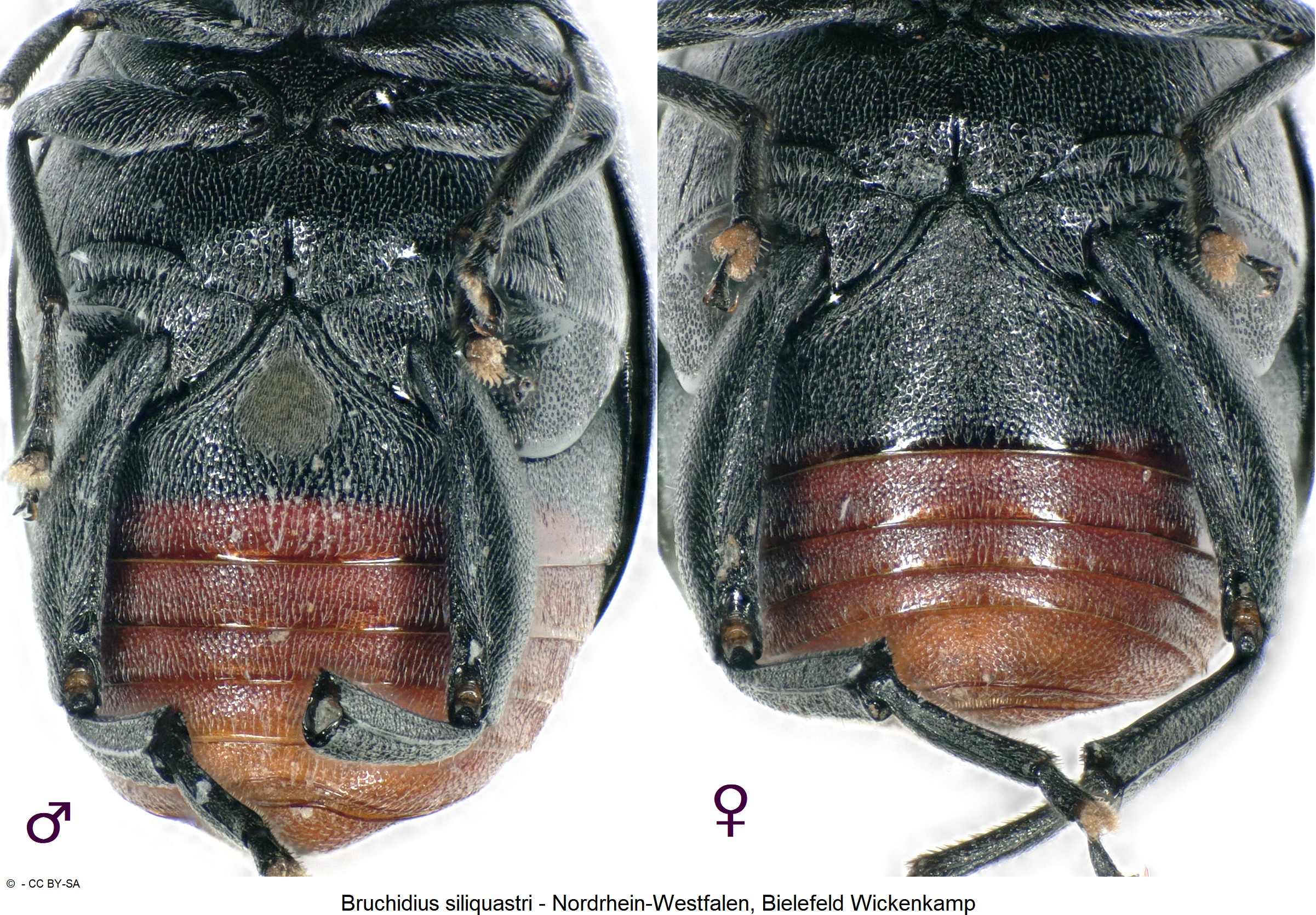 bruchidius_siliquastri_ck29586323_us.jpg