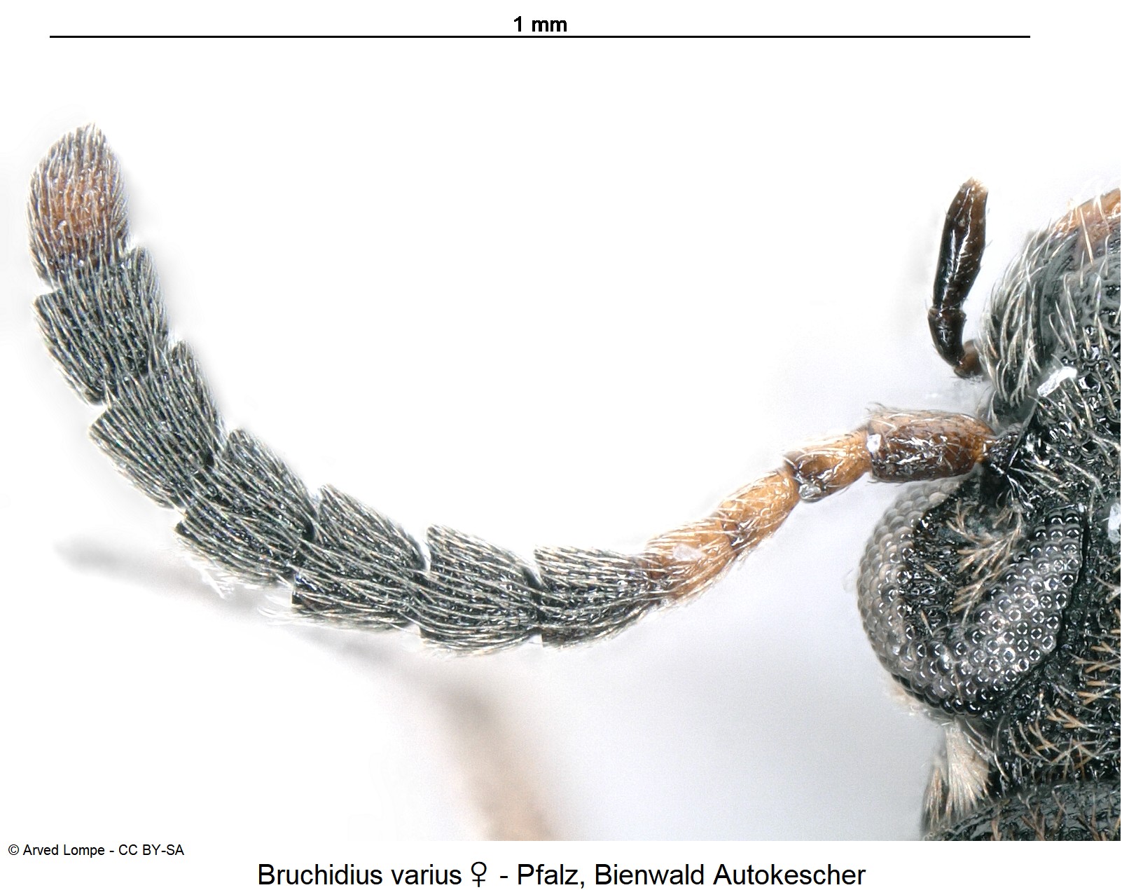 bruchidius_varius_w_f.jpg