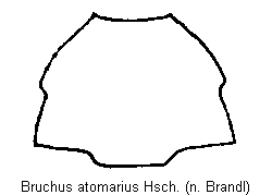 bruchus_atomarius_hsch.gif