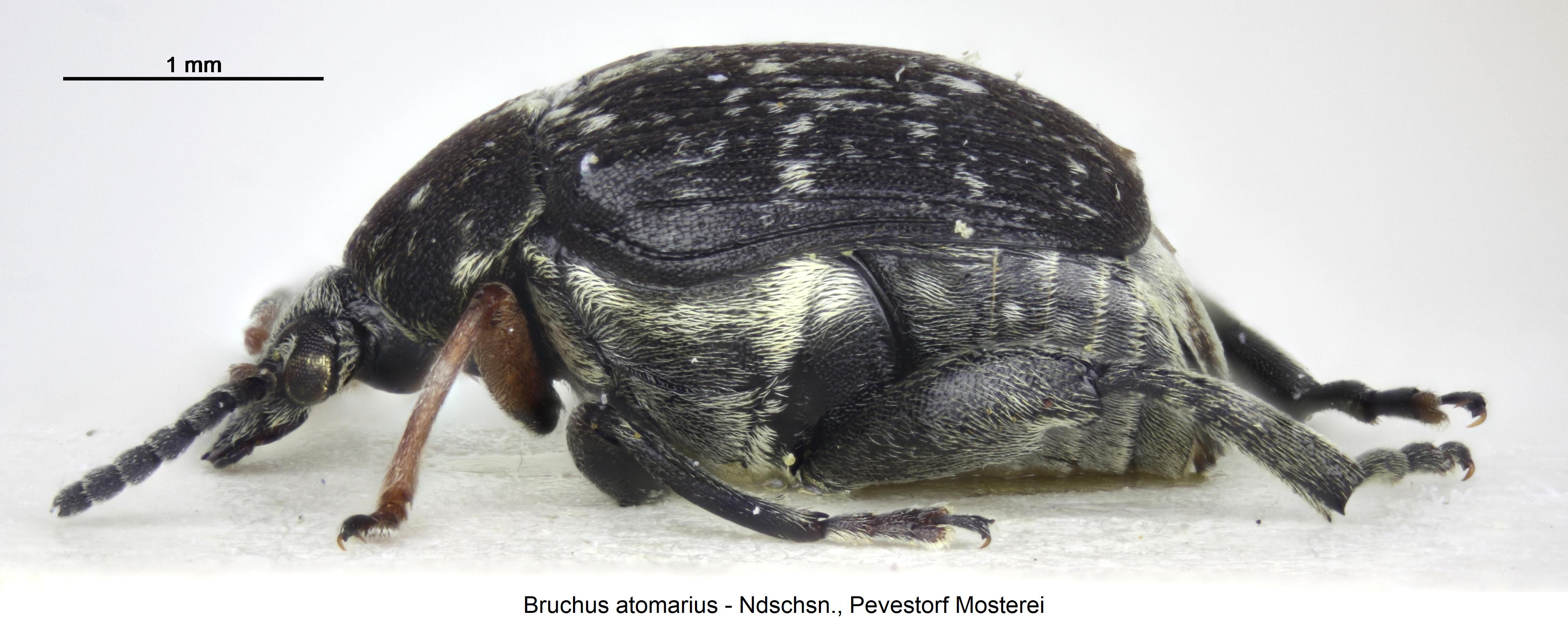 bruchus_atomarius_sa.jpg
