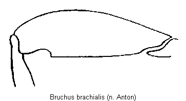 bruchus_brachialis_hschl.gif