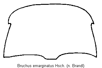bruchus_emarginatus_hsch.gif