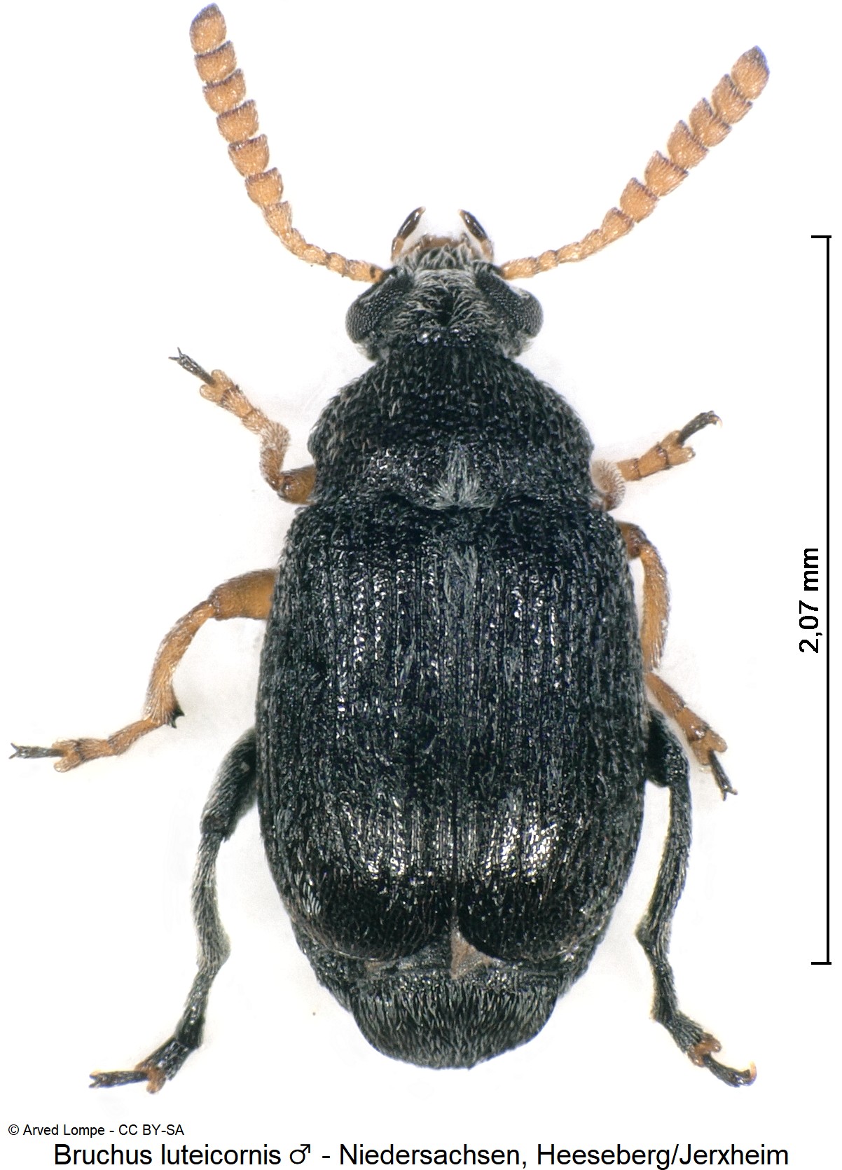 bruchus_luteicornis_m_ck31726469_hab.jpg