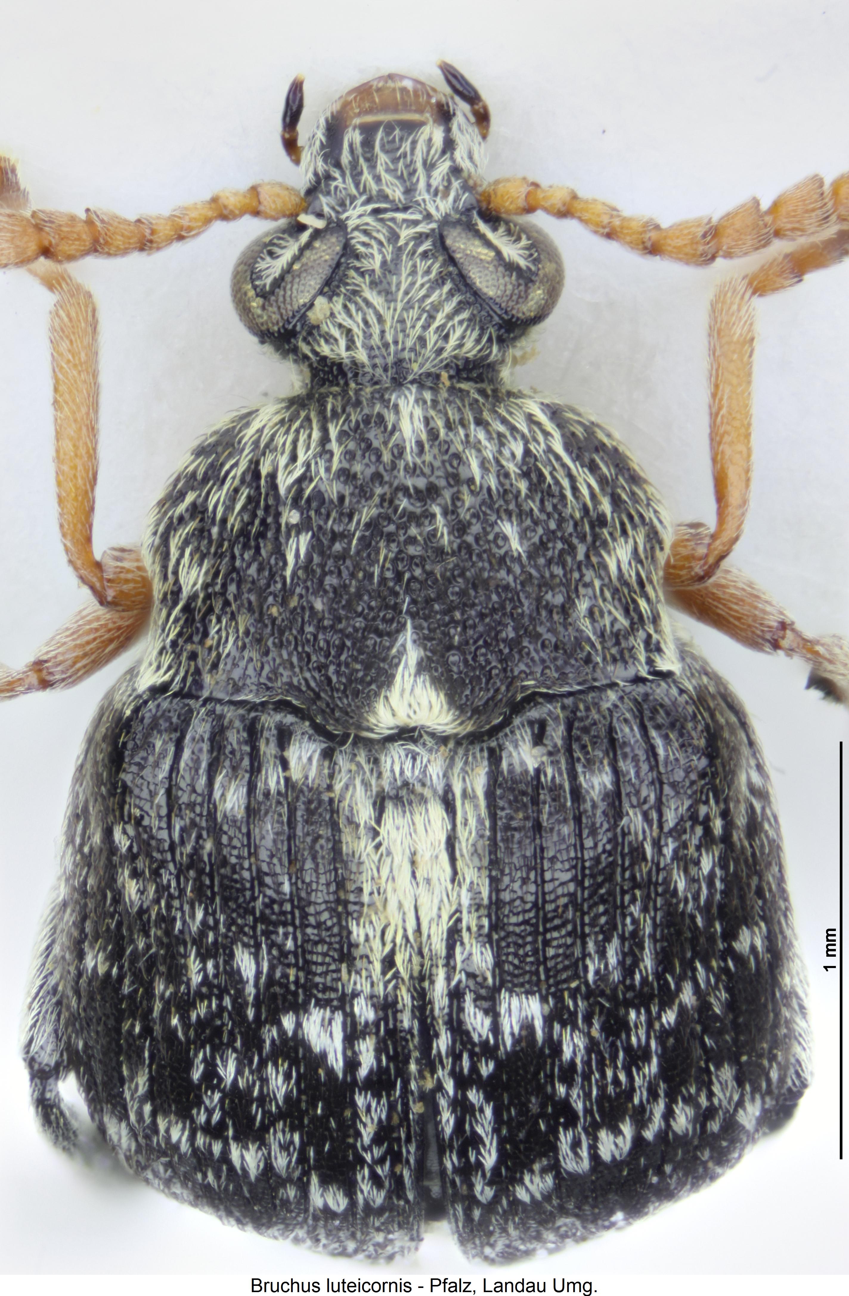 bruchus_luteicornis_vk.jpg