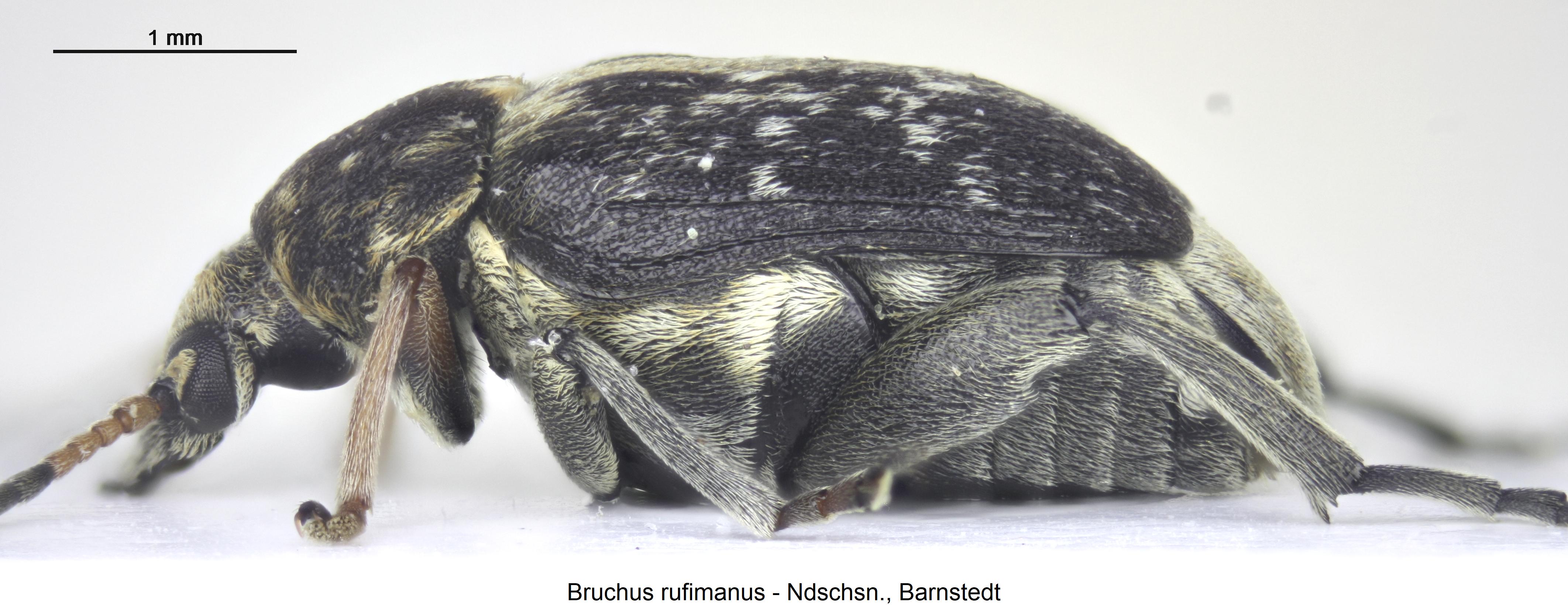 bruchus_rufimanus_sa.jpg