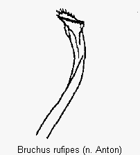 bruchus_rufipes_pm.gif