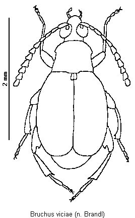 bruchus_viciae_hab.gif
