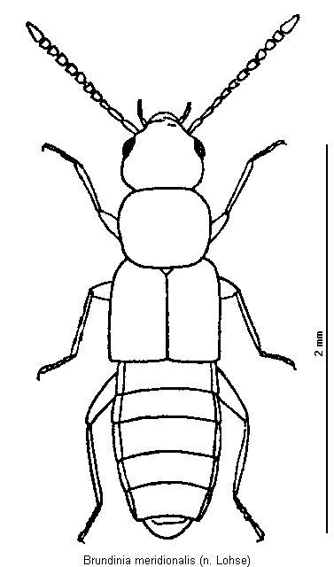 brundinia_meridionalis_hab.gif