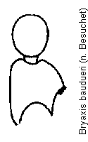 bryaxis_baudueri_f.gif