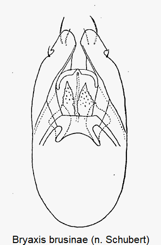 bryaxis_brusinae-1.gif